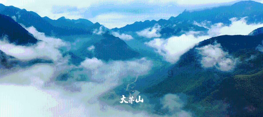 忍者鲨鱼