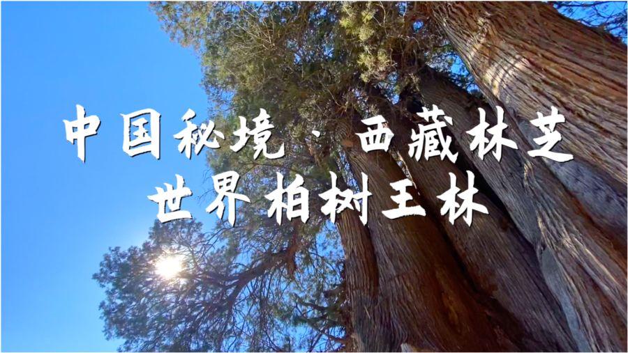 逃离壳牌岛